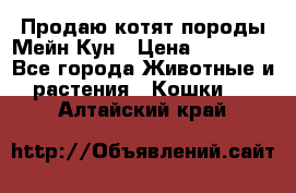 Продаю котят породы Мейн Кун › Цена ­ 12 000 - Все города Животные и растения » Кошки   . Алтайский край